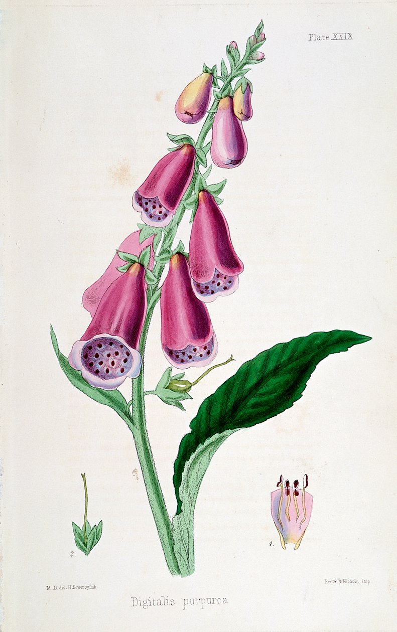 Fingerhut (Digitalis purpurea), 19. Jahrhundert von Unbekannt