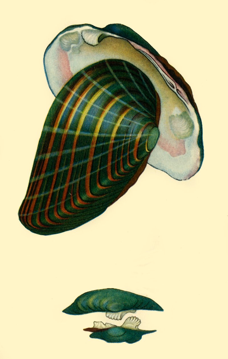 Süßwassermuschel, 1801, 1946 von Unbekannt