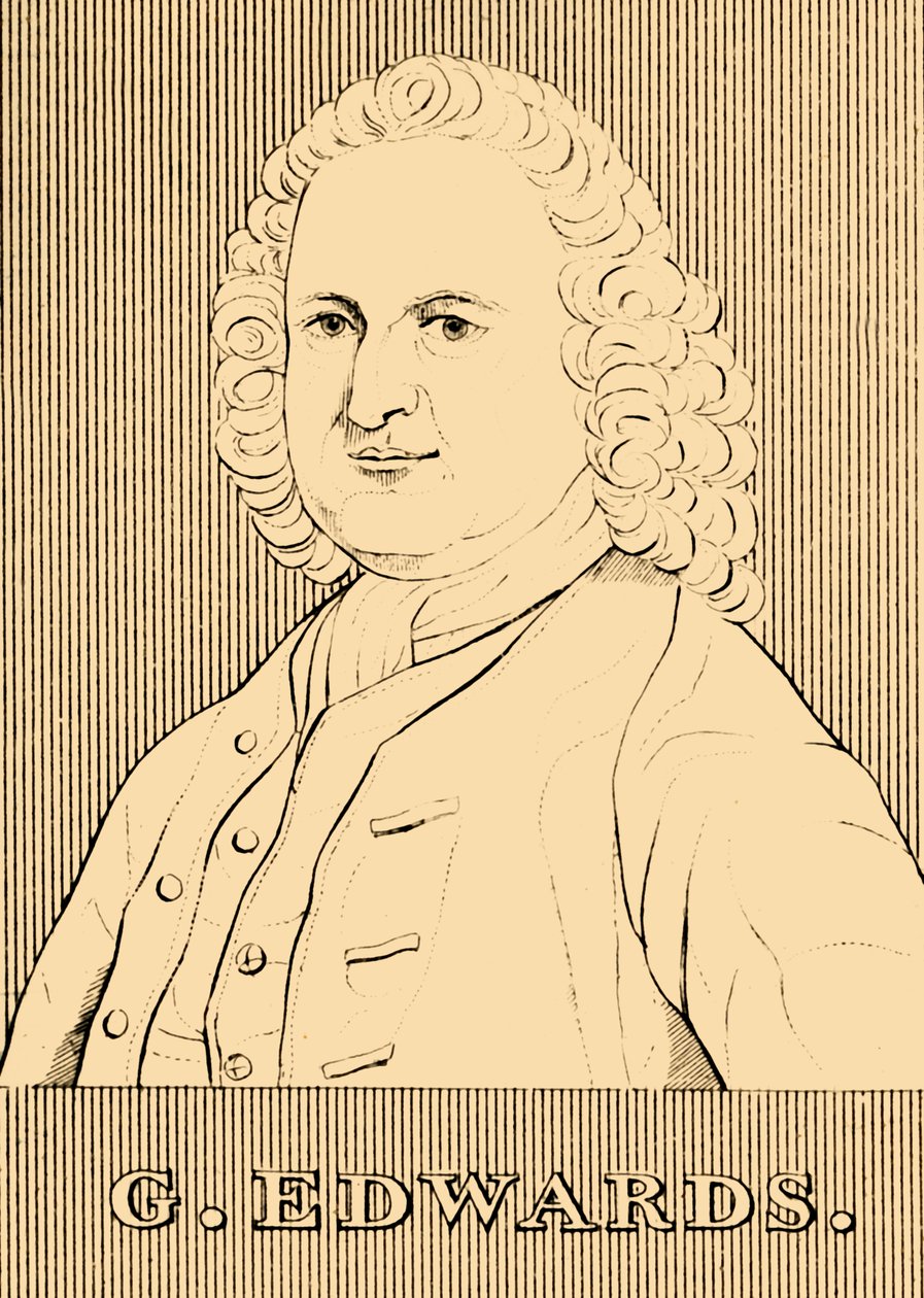 G. Edwards, 1694-1773 von Unbekannt