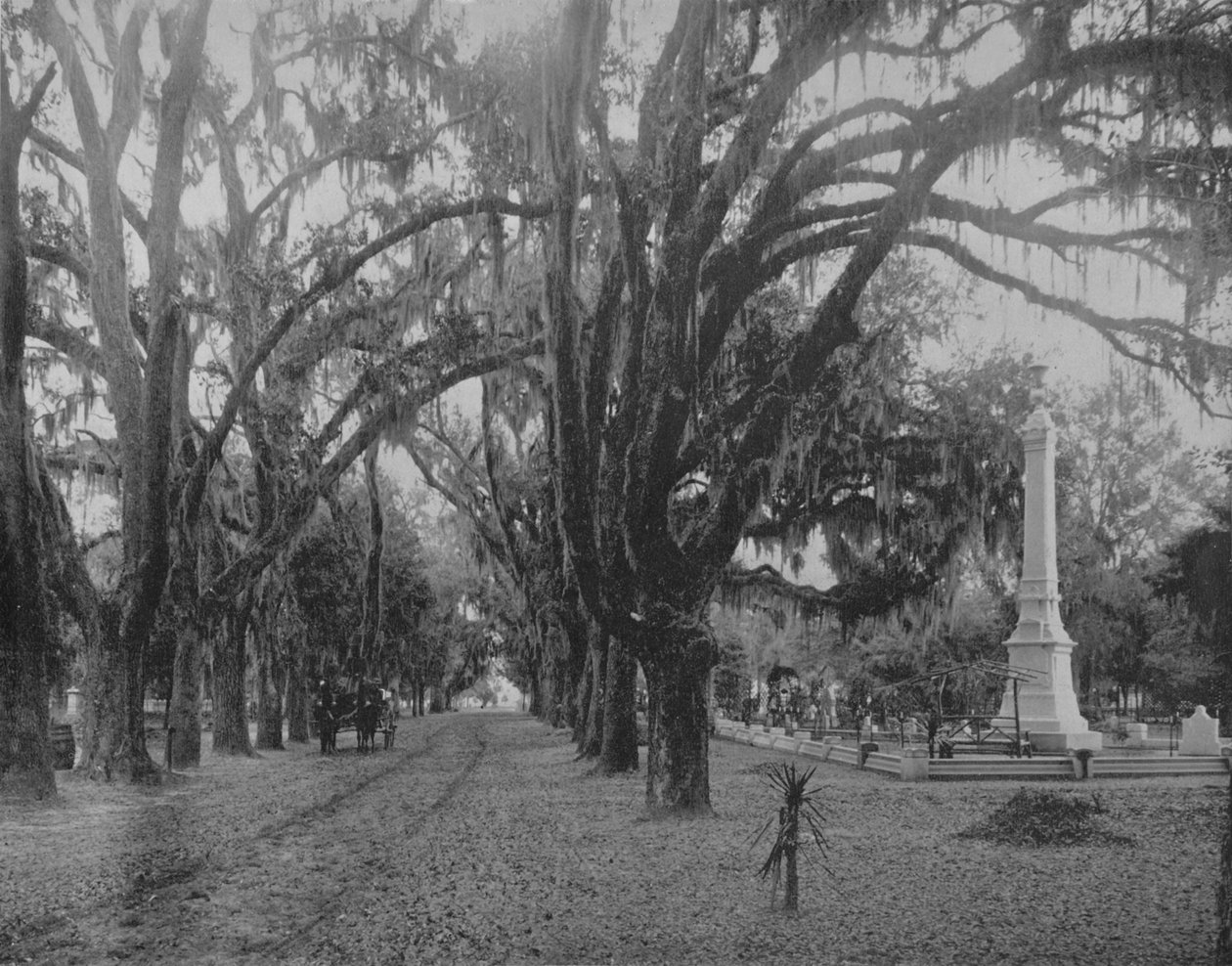 Hängendes Moos auf Lebenseiche, Savannah, Georgia, um 1897 von Unbekannt