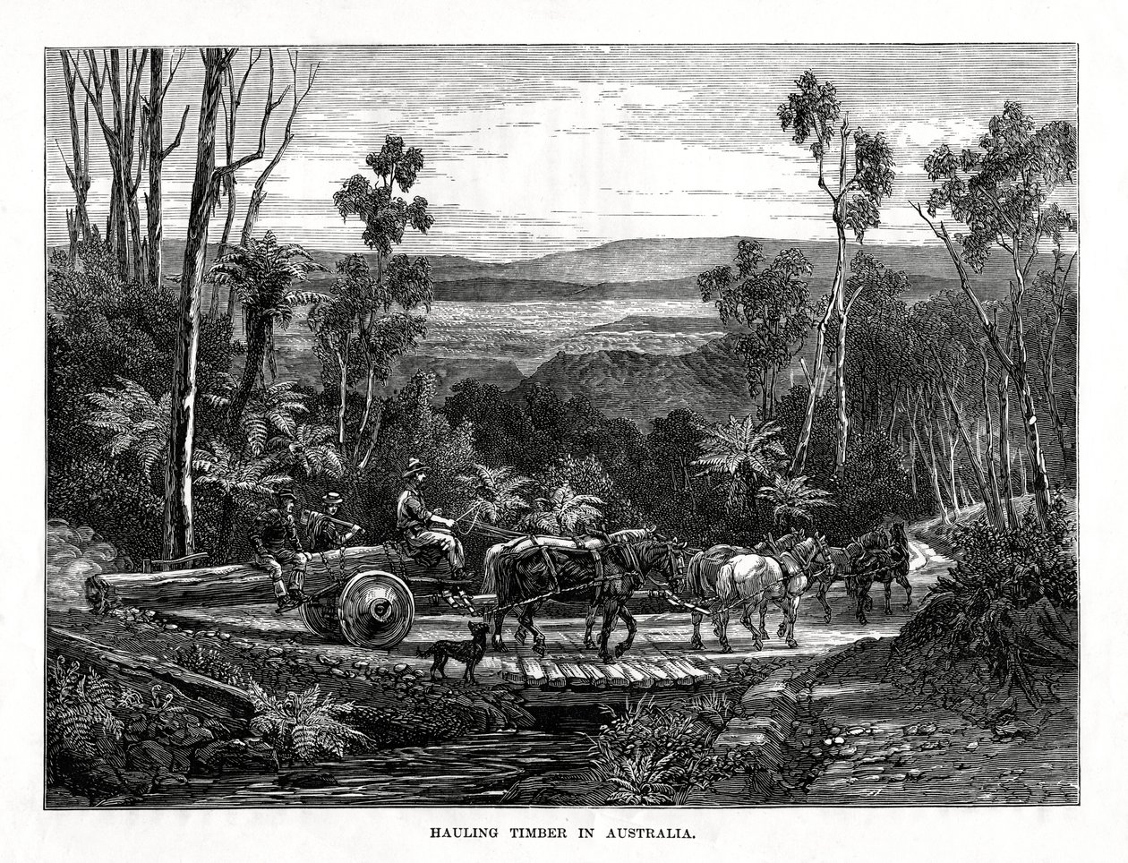 Holztransport, Australien, 1877 von Unbekannt