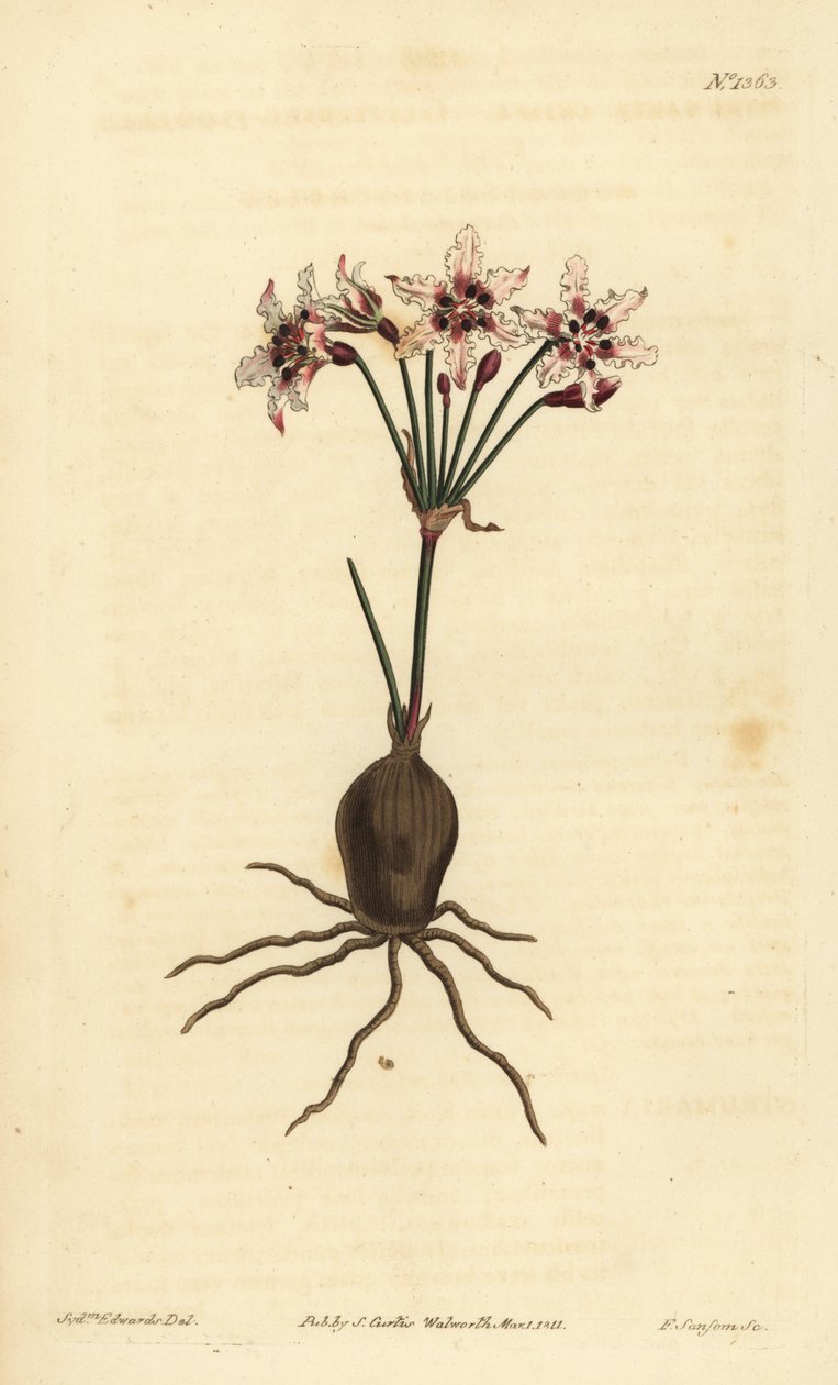 Hessea cinnamomea von Unbekannt