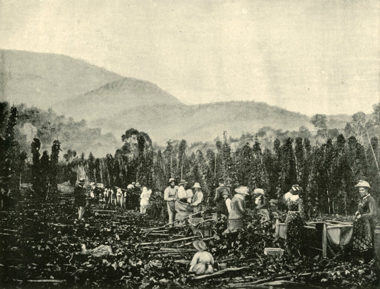 Hopfenernte in Tasmanien, 1901 von Unbekannt