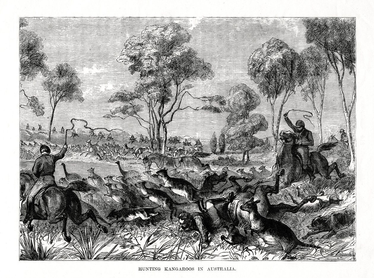 Kängurujagd, Australien, 1877 von Unbekannt
