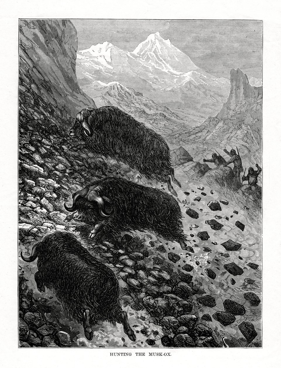 Jagd auf den Moschusochsen, 1877 von Unbekannt