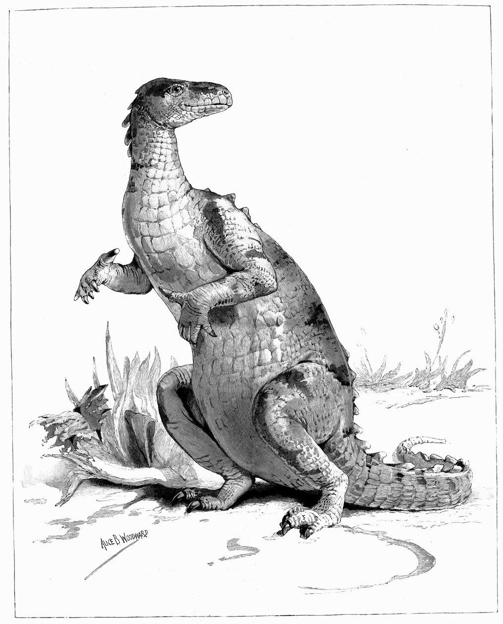 Iguanodon, 1895 von Unbekannt