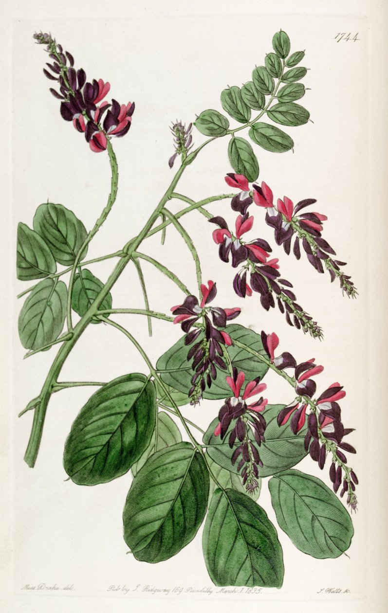 Indigofera atropurpurea von Unbekannt