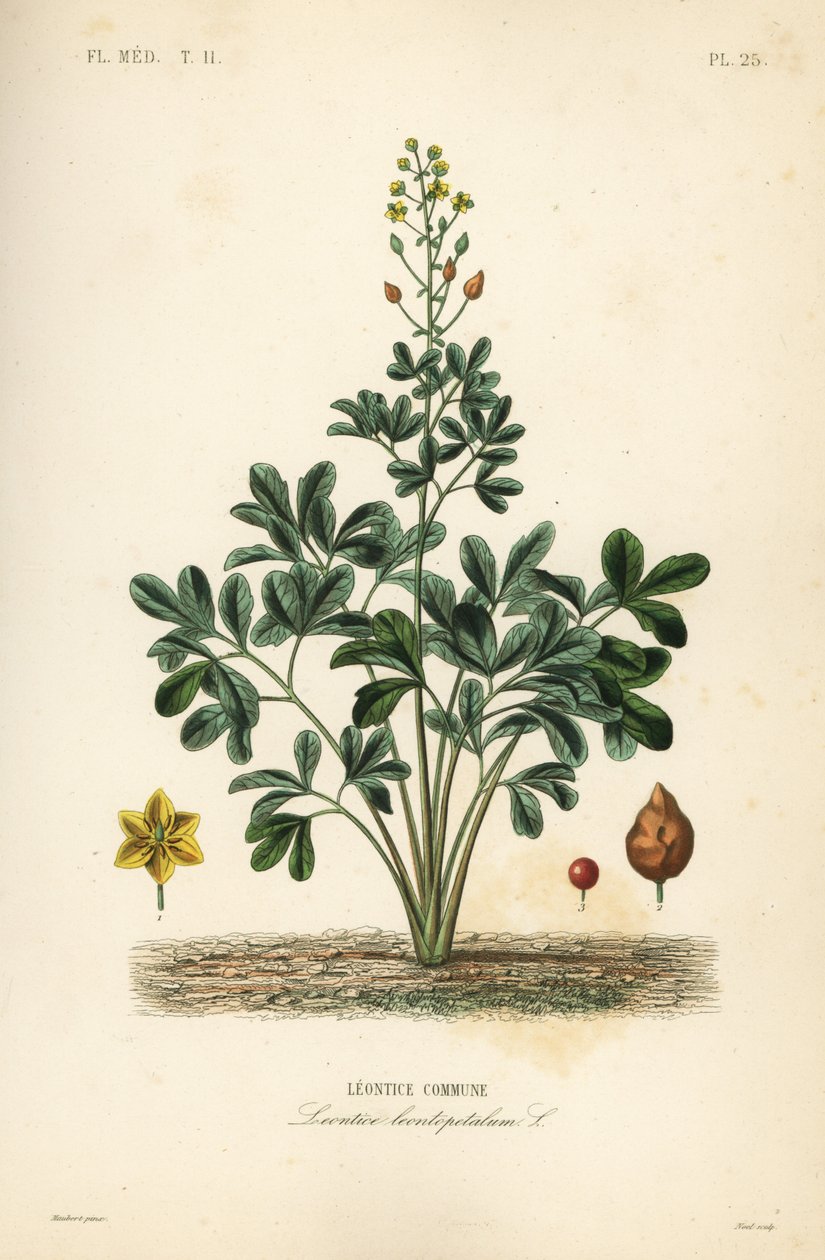 Leontice, Leontice leontopetalum von Unbekannt