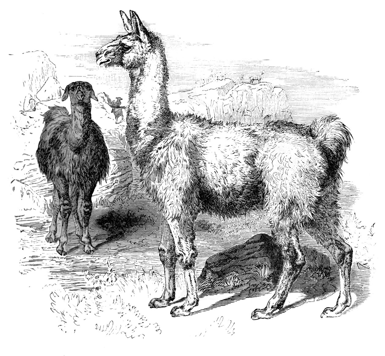 Lamas, um 1880 von Unbekannt
