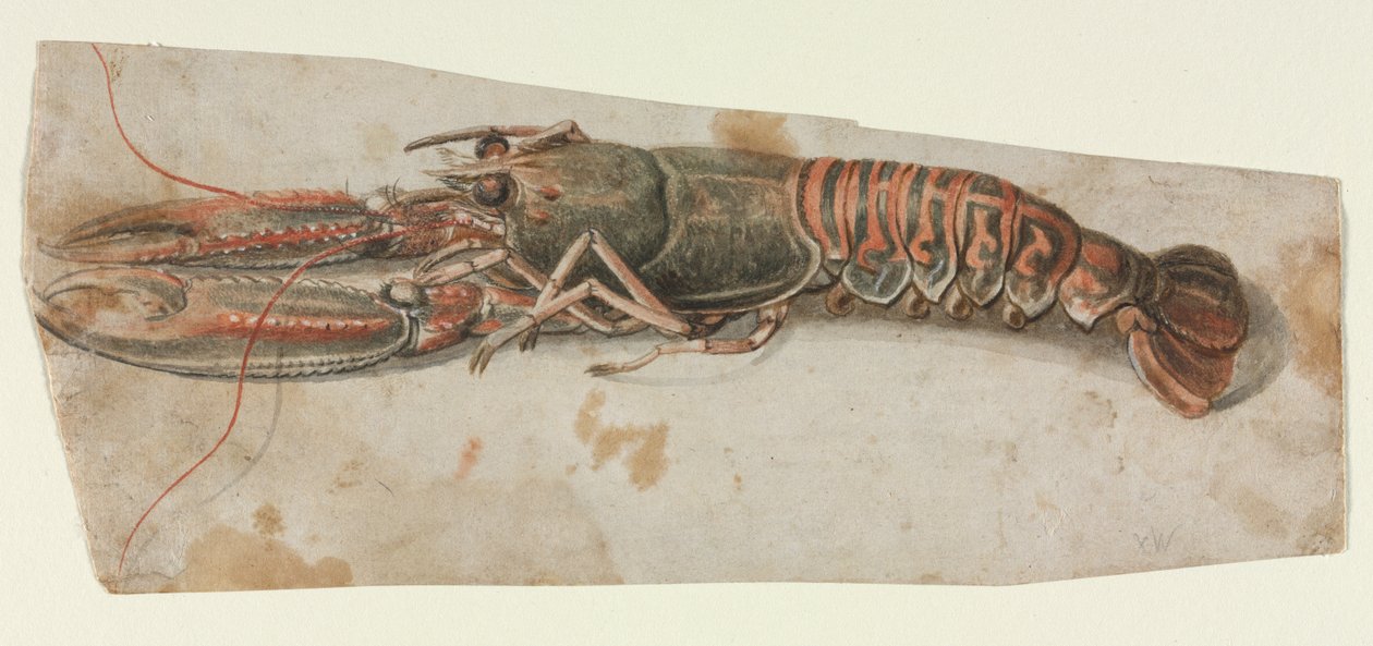 Hummer, 1600er Jahre von Unbekannt
