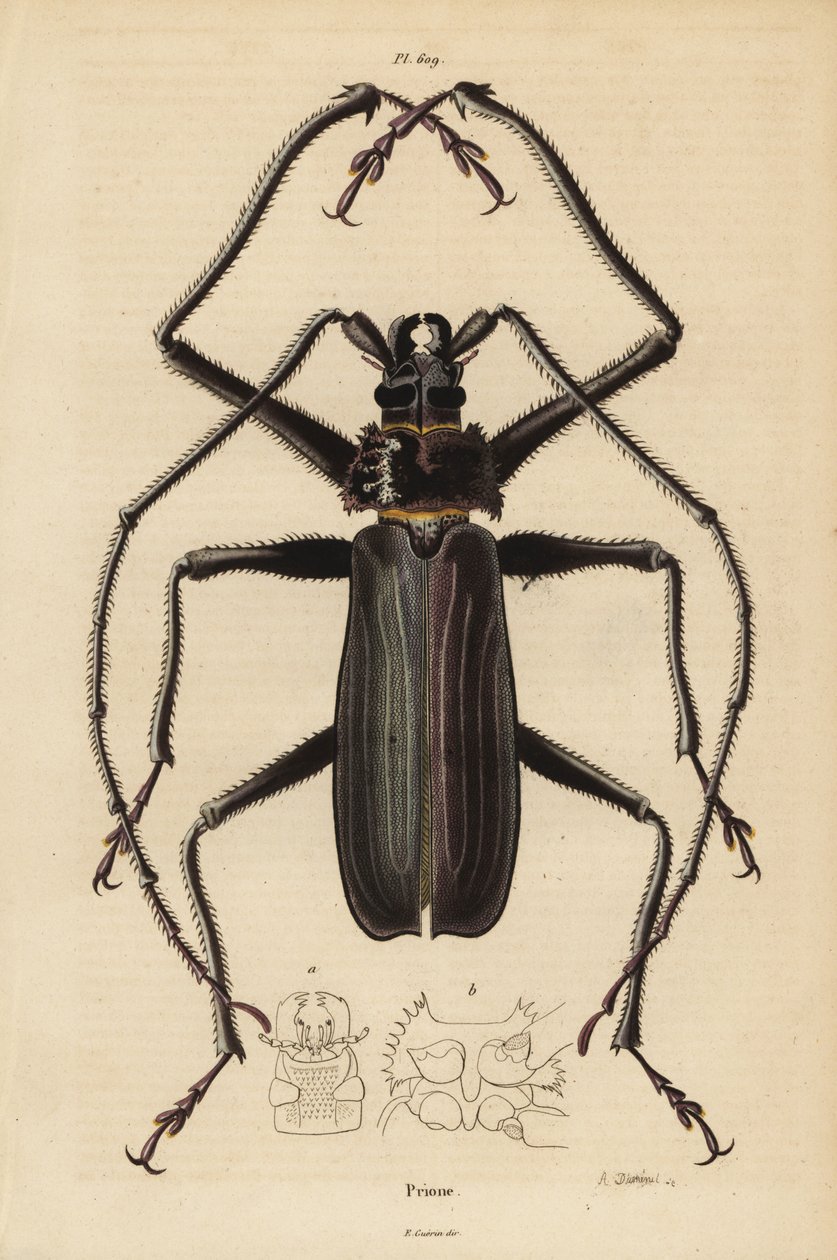 Macrotoma hayesii Käfer von Unbekannt