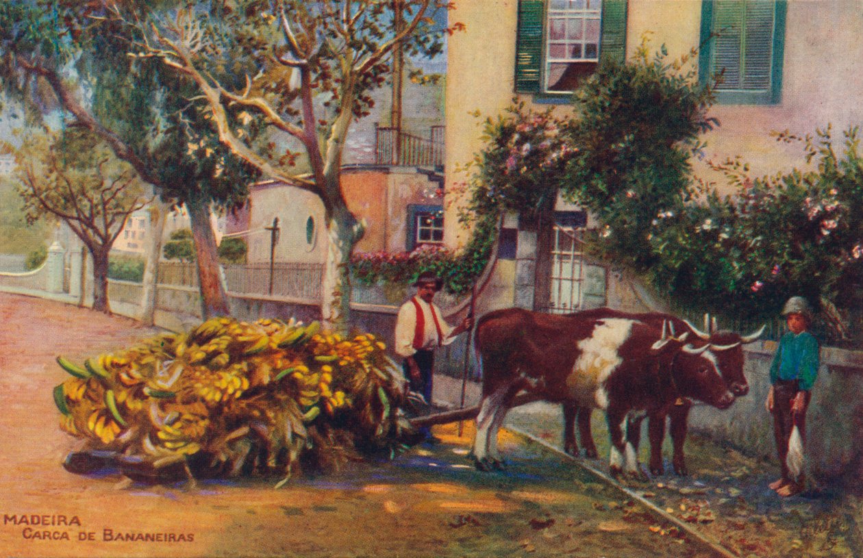 Madeira - Carca De Bananeiras, ca. 1940 von Unbekannt