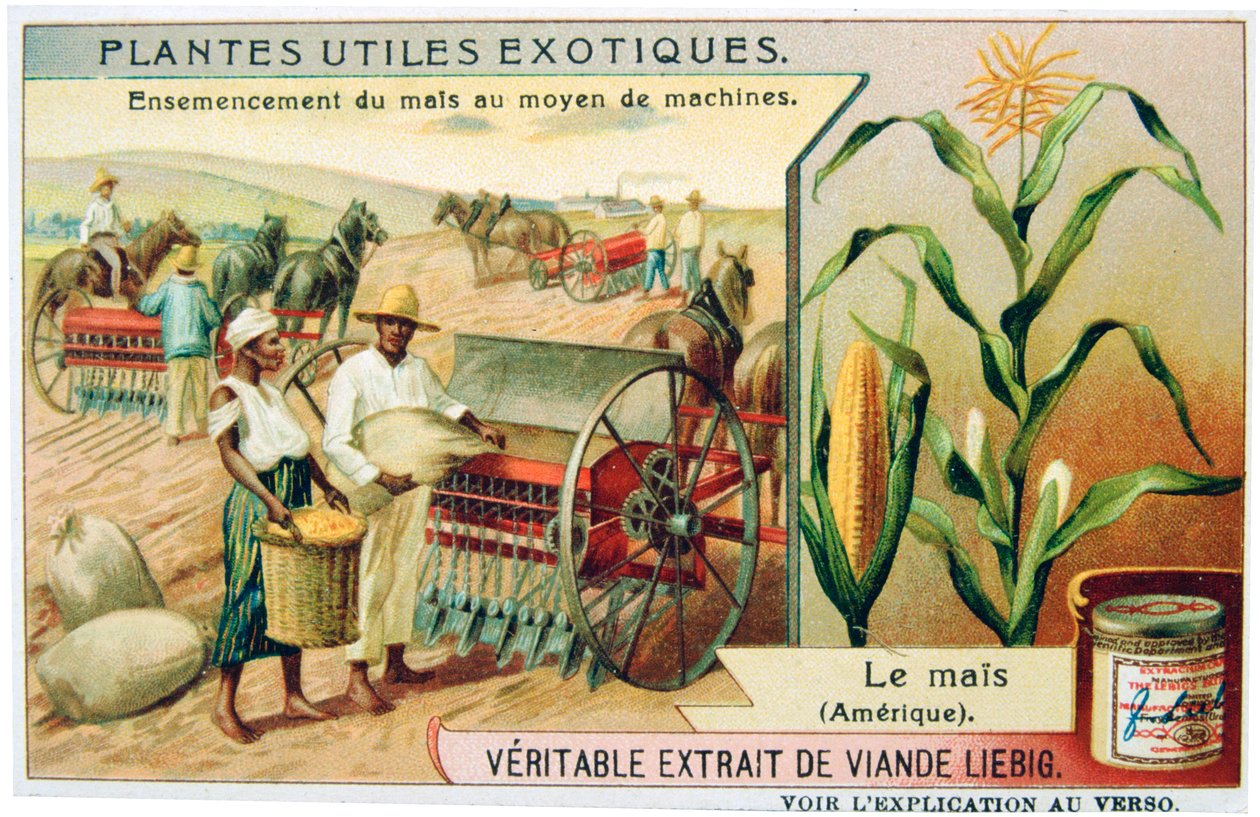 Mais, ca. 1900 von Unbekannt