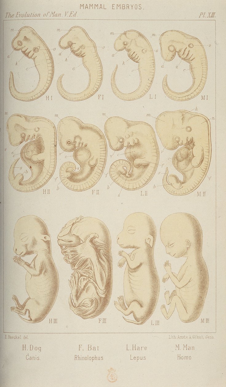 Säugetierembryonen, 1905 von Unbekannt