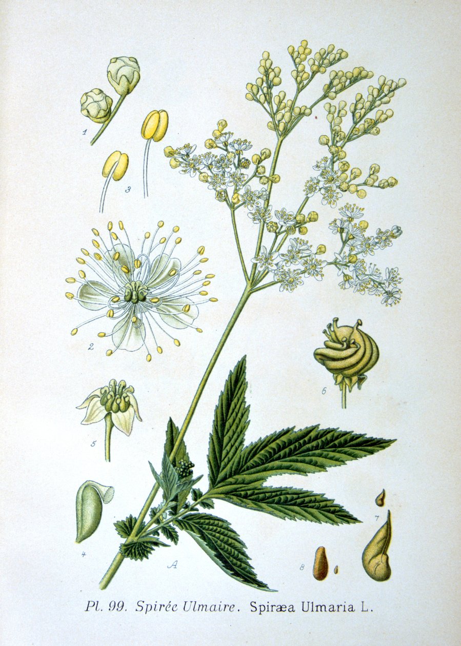 Mädesüß, 1893 von Unbekannt