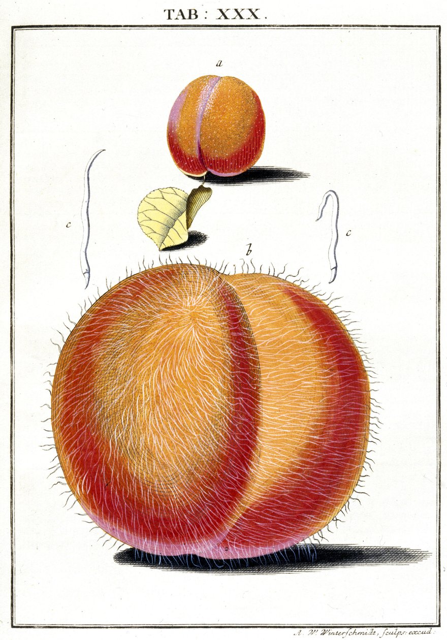 Mikroskopie von Unbekannt