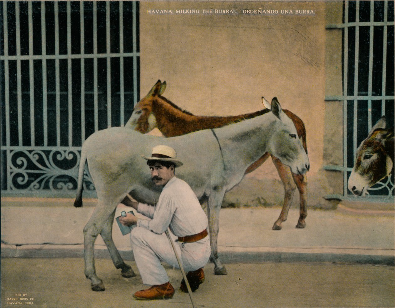 Eselmelken, Havanna, Kuba, ca. 1920 von Unbekannt