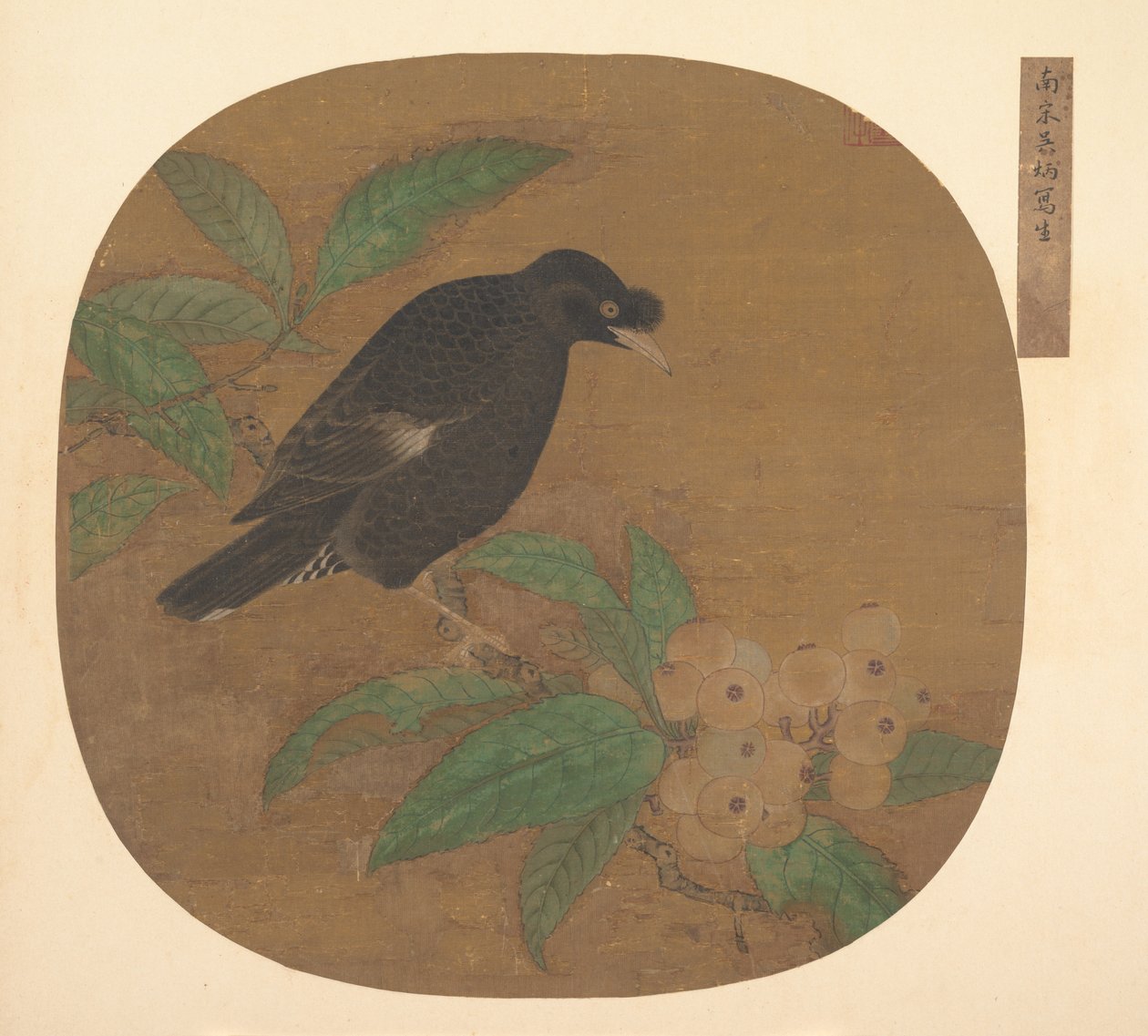 Minah-Vogel auf einem Loquat-Zweig von Unbekannt