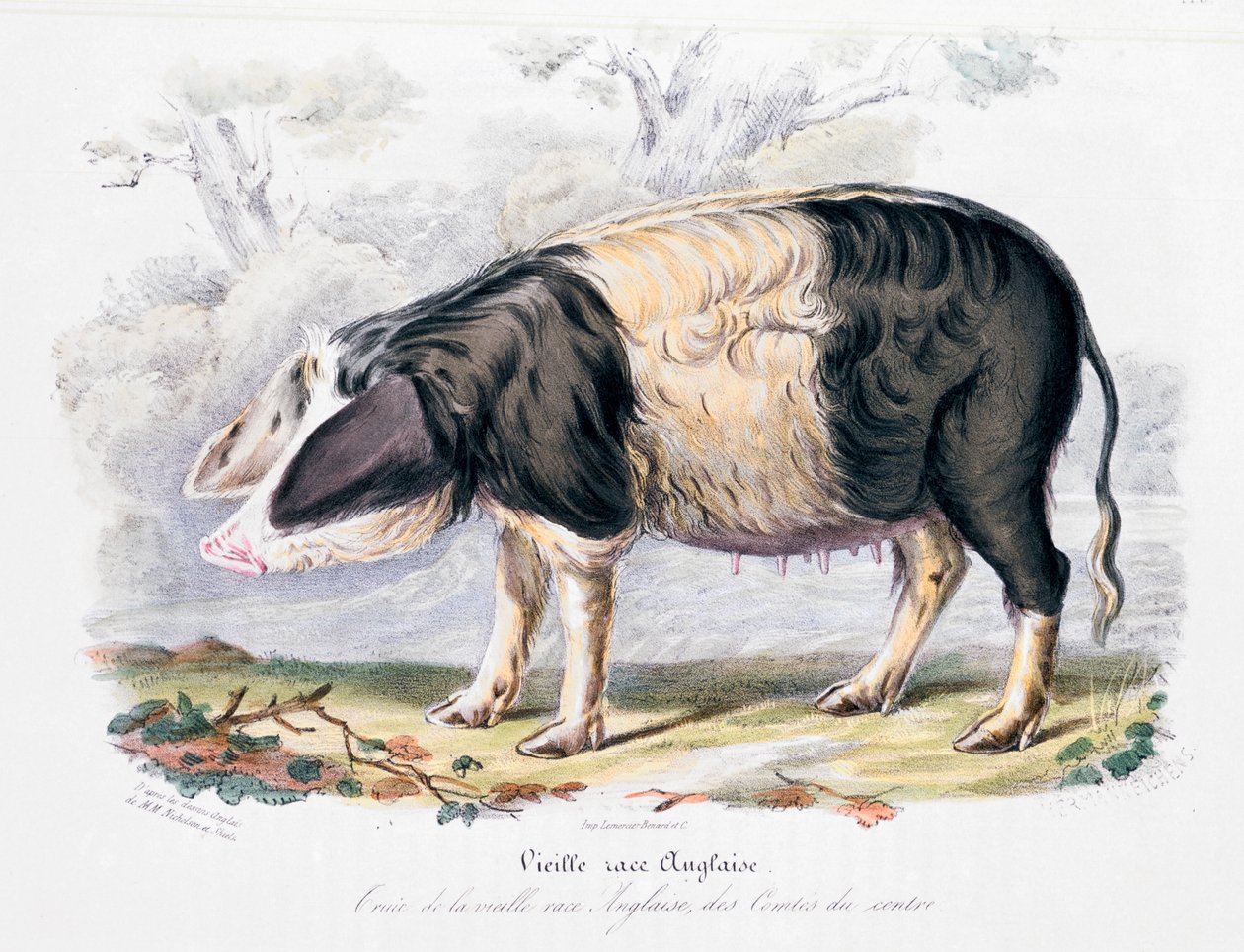Alte englische Schweinerasse, 1842 von Unbekannt