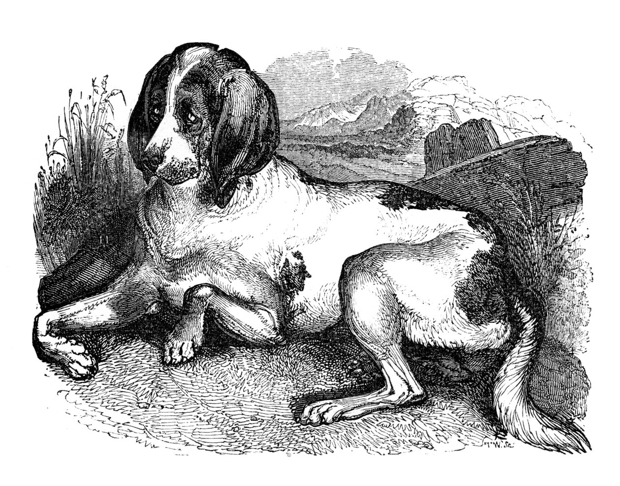 Alter englischer Hund, 1848 von Unbekannt