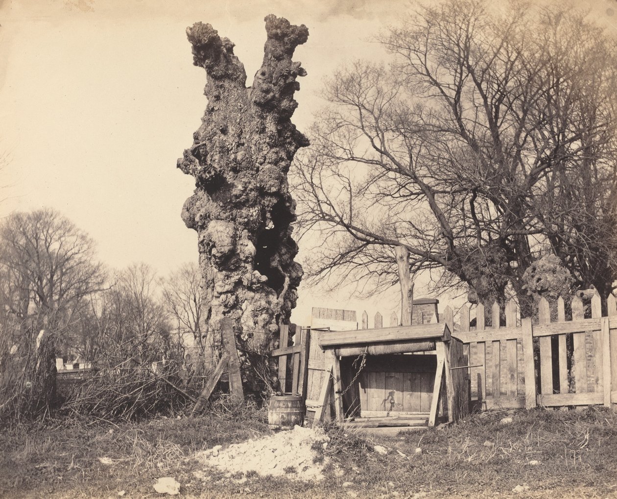 Alter Baum in der Nähe von Chatham von Unbekannt