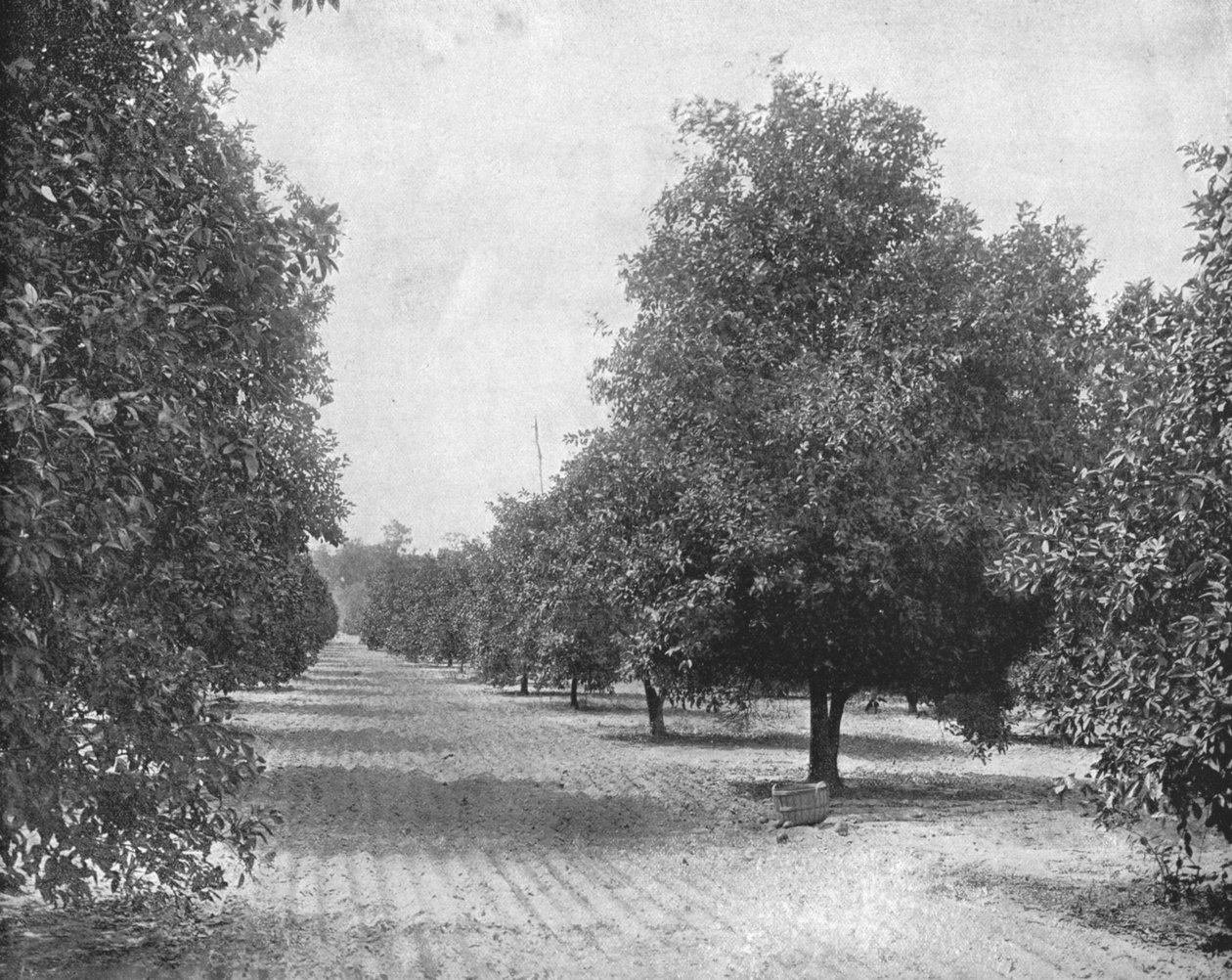 Orangenhain, Sevilla, Florida, USA, ca. 1900 von Unbekannt