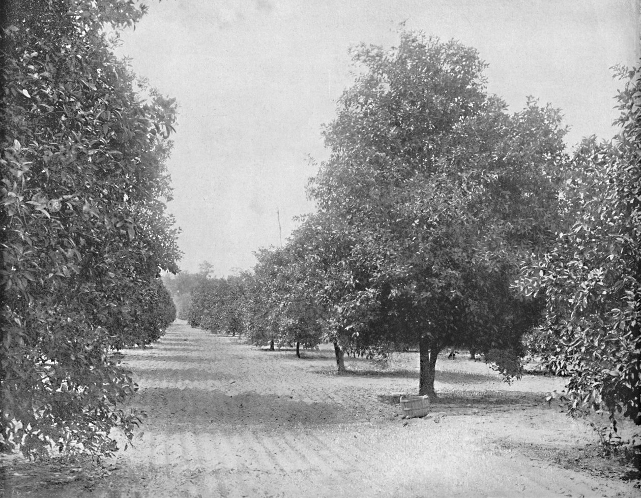 Orangenhain, Sevilla, Florida, um 1897 von Unbekannt