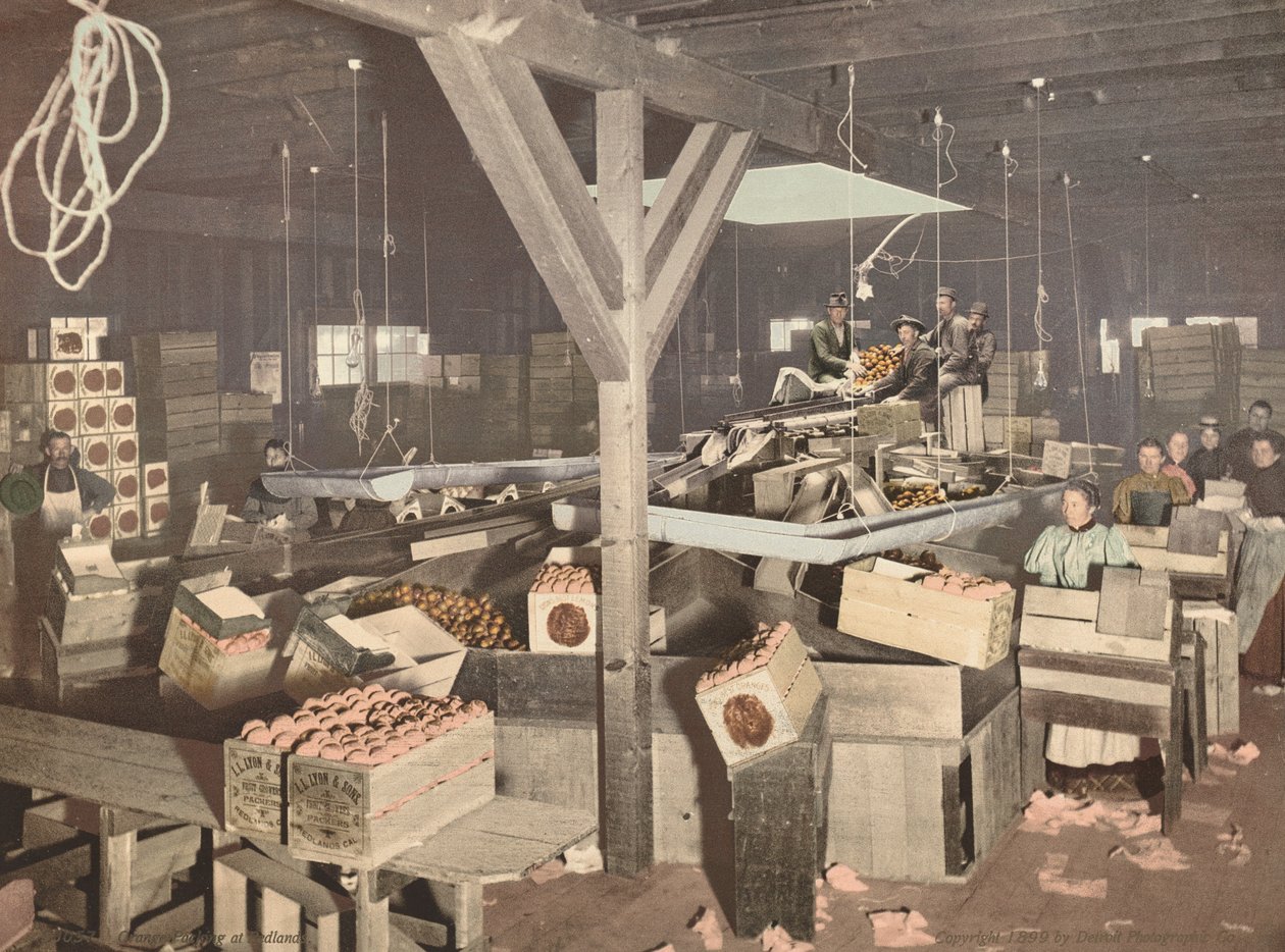 Orangenverpackung in Redlands, veröffentlicht 1899 von Unbekannt