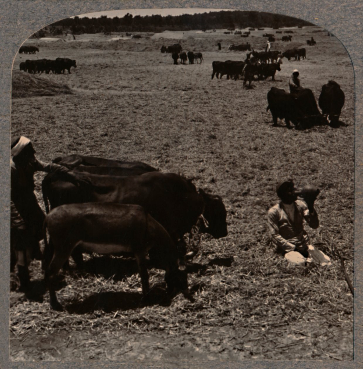Ochsen, die Korn treten, um 1900 von Unbekannt
