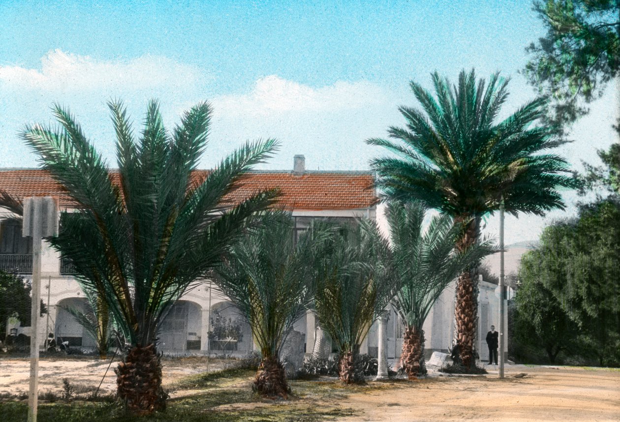 Palmen, Hammam Meskoutine, Algerien von Unbekannt