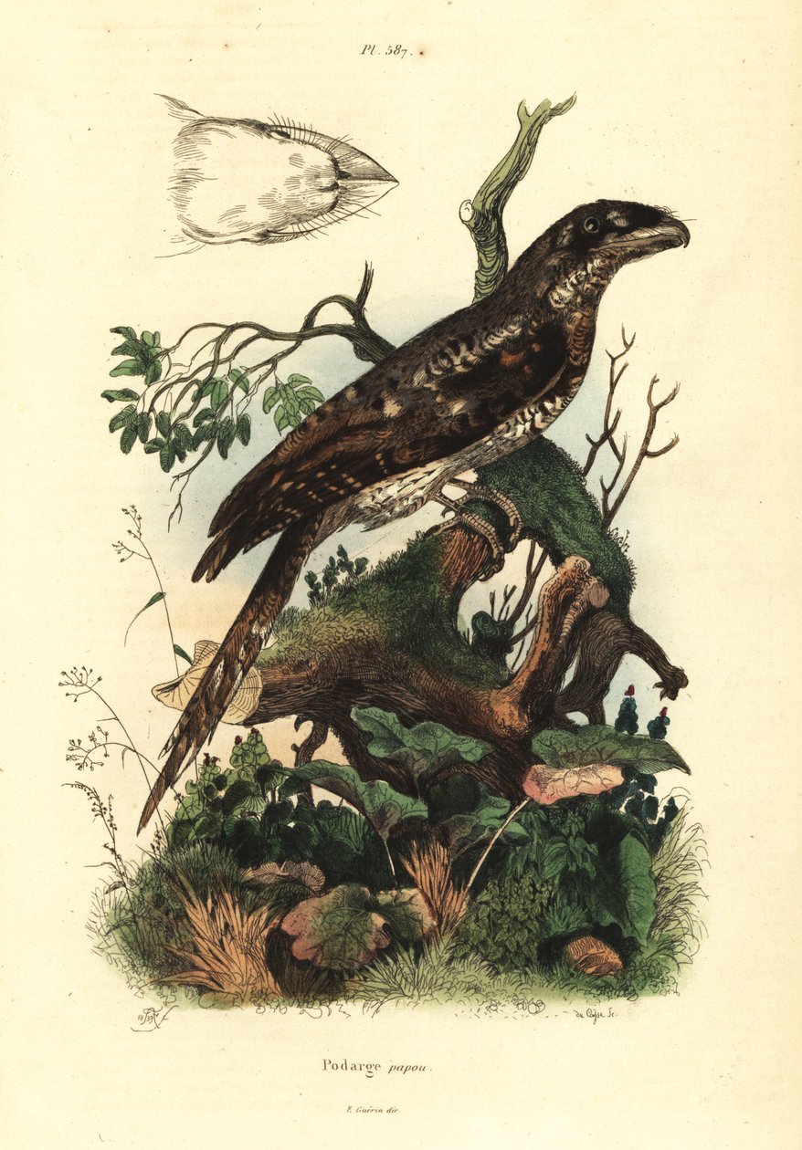 Papua-Froschmaul von Unbekannt