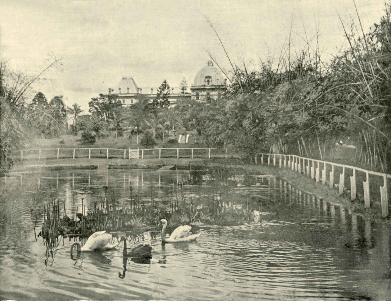 Papyrus-Teich, Botanische Gärten von Brisbane, 1901 von Unbekannt