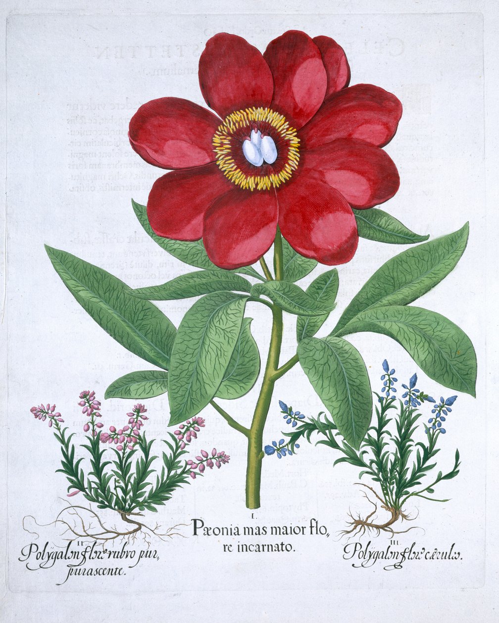 Pfingstrose und zwei Polygone, 1613 von Unbekannt