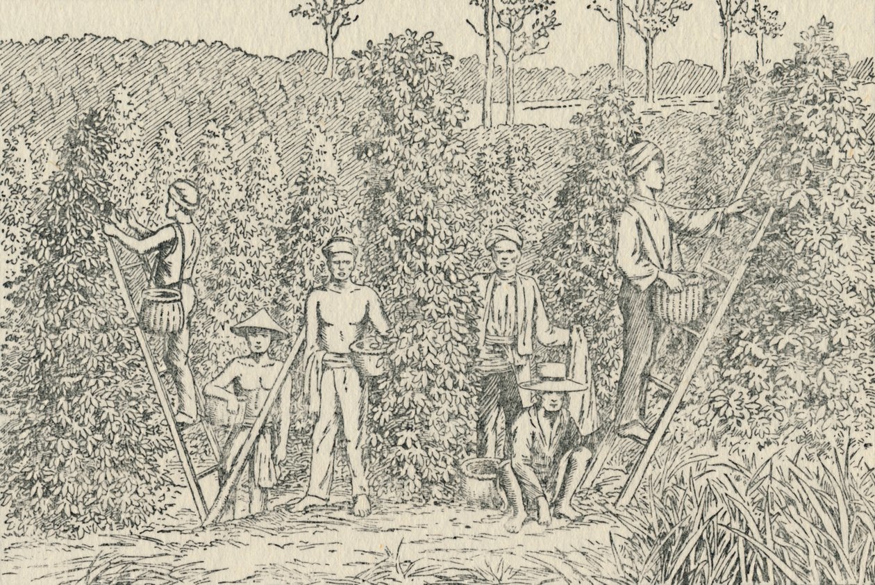 Pfefferplantage, 1924 von Unbekannt