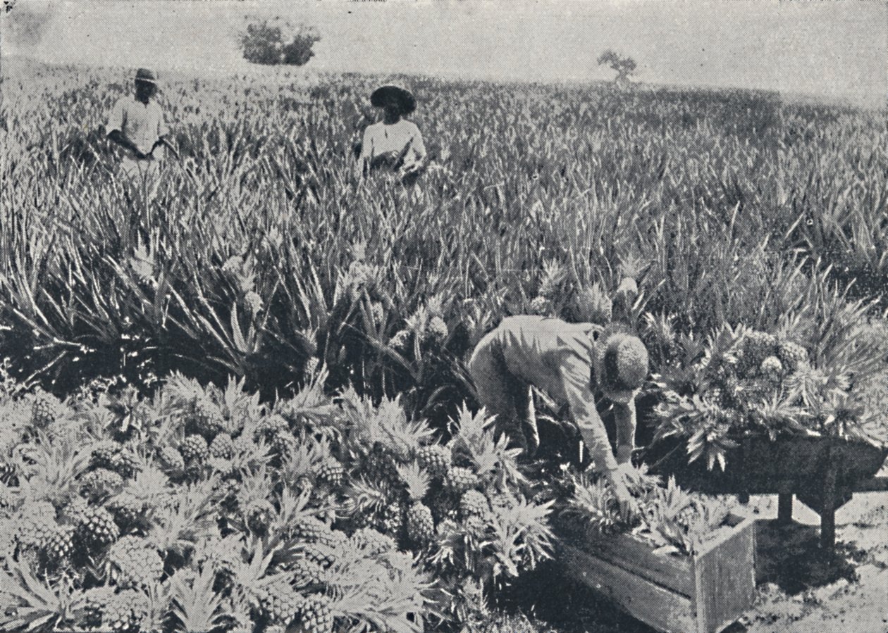 Ananasfeld, Queensland, 1923 von Unbekannt
