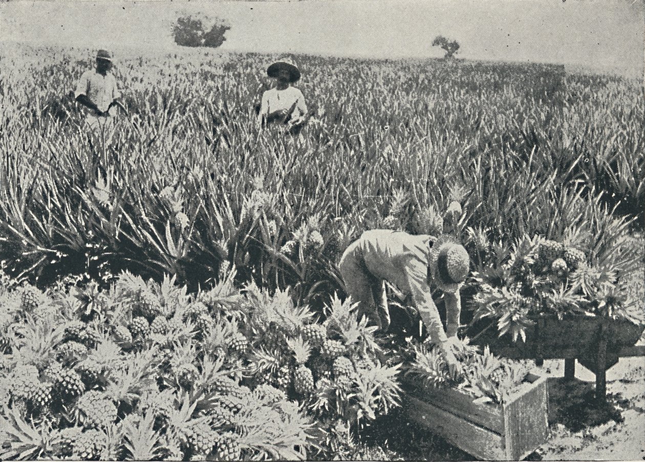 Ananasplantage, 1916 von Unbekannt