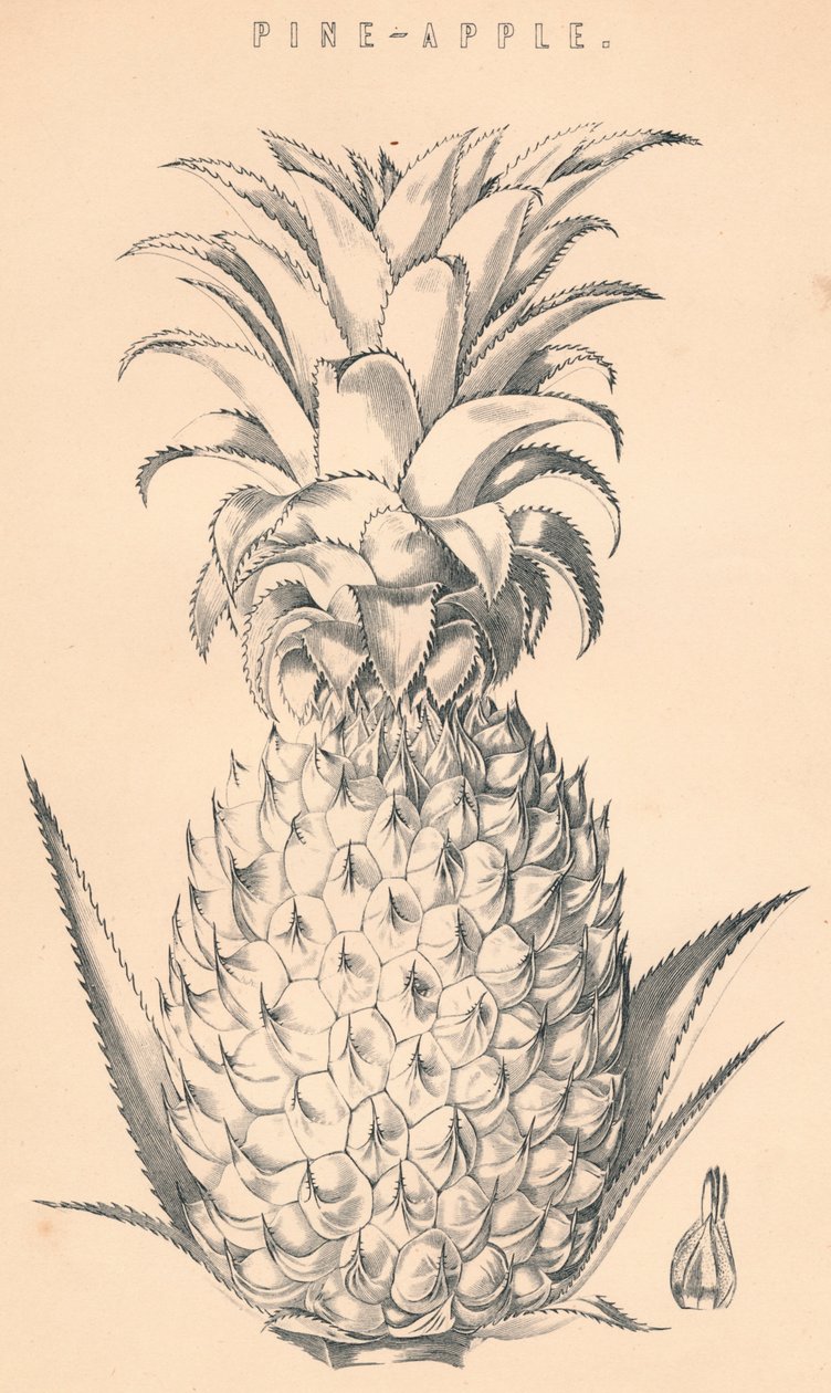 Ananas, 19. Jahrhundert von Unbekannt