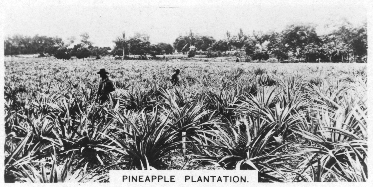 Ananasplantage, Australien von Unbekannt