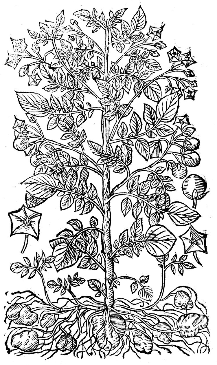Kartoffel, 1640 von Unbekannt
