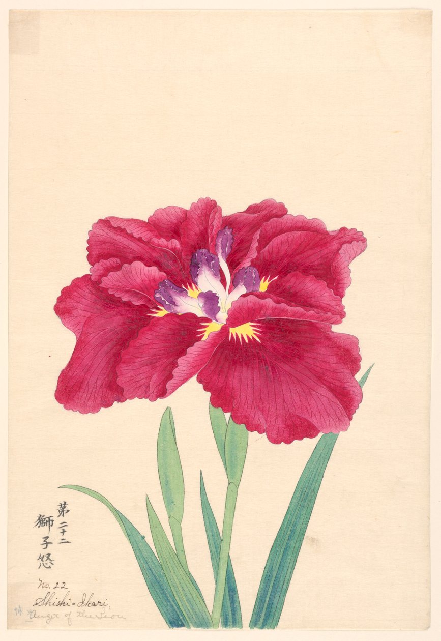 Druck, Zorn des Löwen (Shishi-Ikari), Nr. 22 von Unbekannt