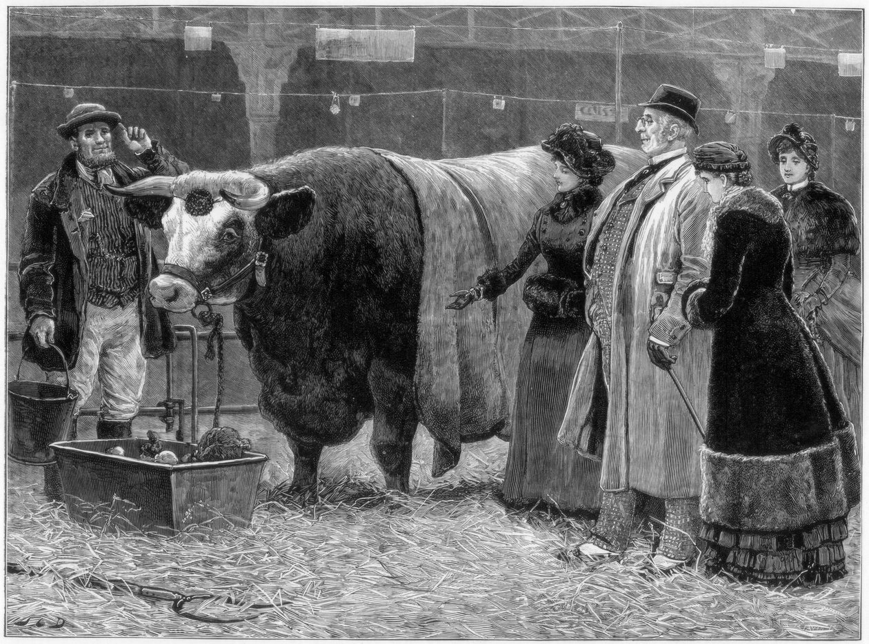 Preisgekrönter Stier, 1883 von Unbekannt