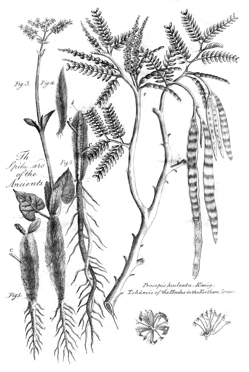 Prosopis Aculeata, 1799 von Unbekannt