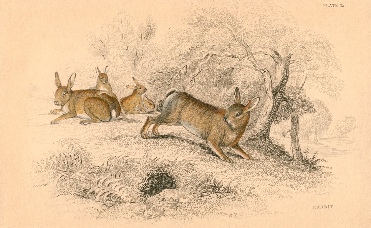 Kaninchen Oryctolagus cuniculus, 1828 von Unbekannt