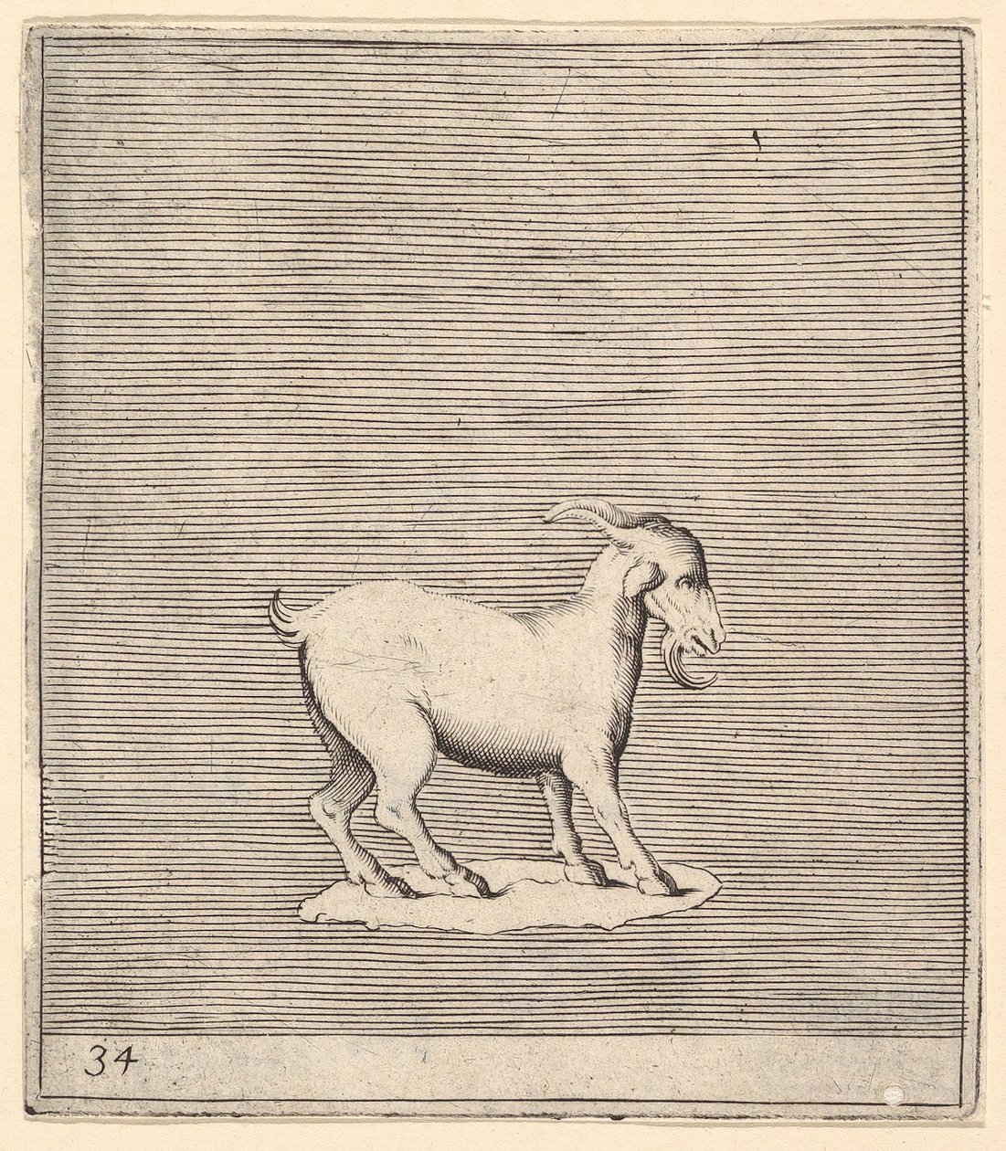 Widder, veröffentlicht ca. 1599-1622 von Unbekannt