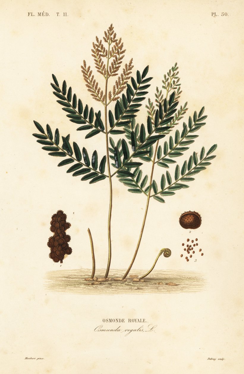 Königsfarn, Osmunda regalis von Unbekannt