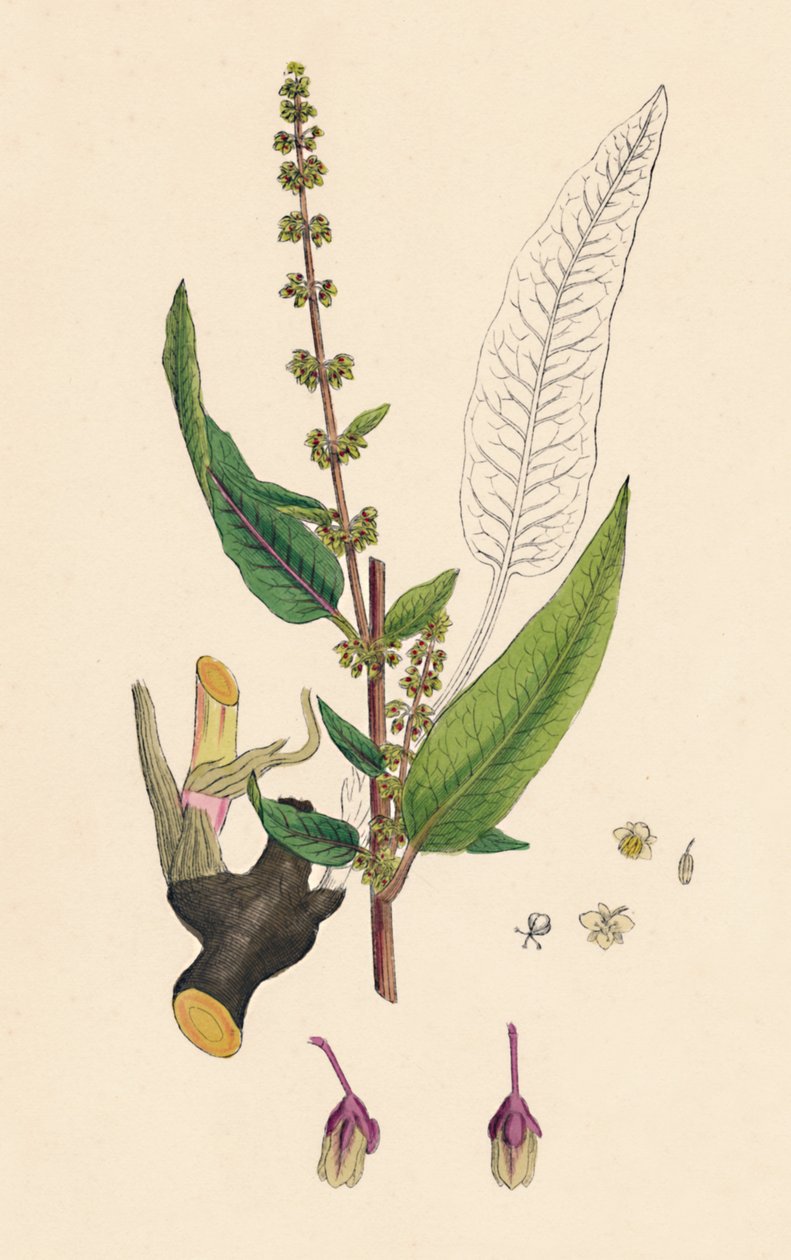 Rumex sanguinens. Blutaderiger Ampfer von Unbekannt