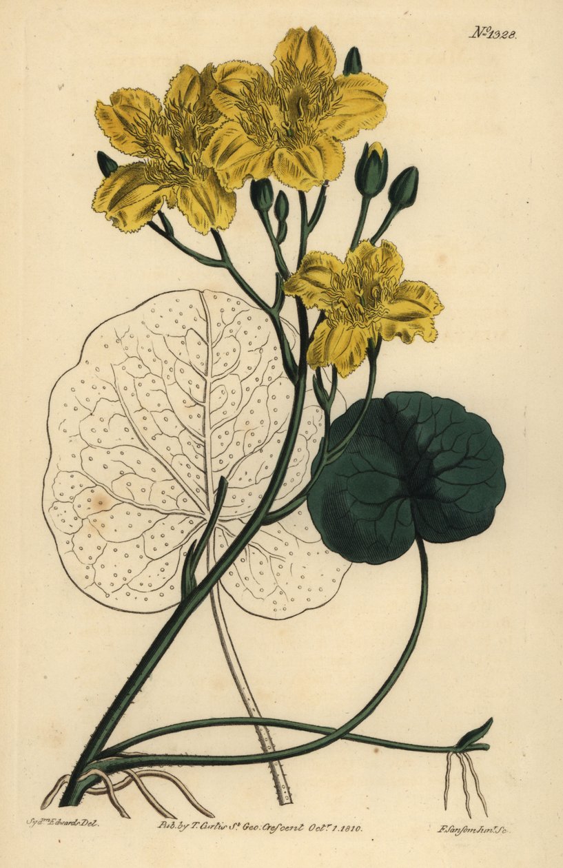 Fieberklee, Menyanthes sarmentosa von Unbekannt