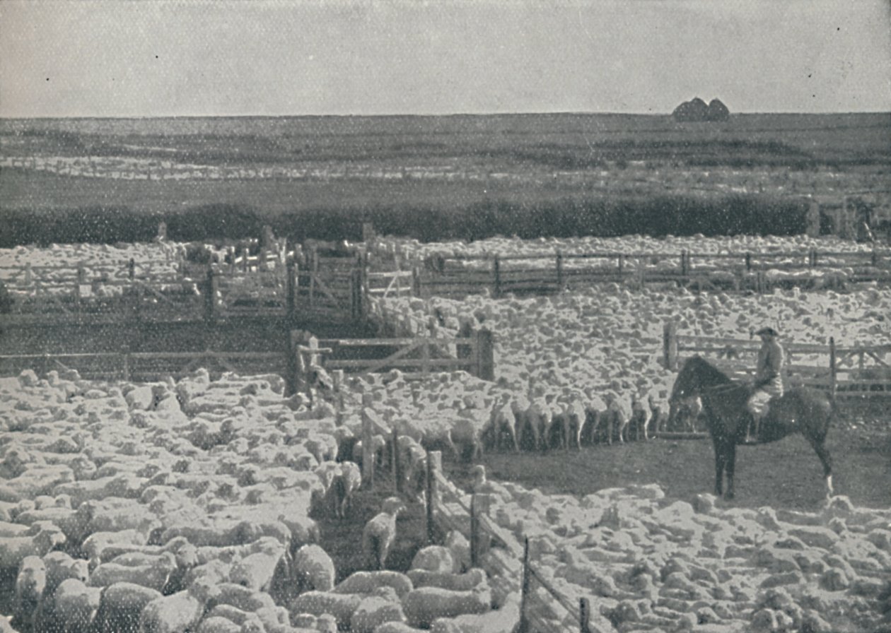 Schafställe in Australien, 1910 von Unbekannt