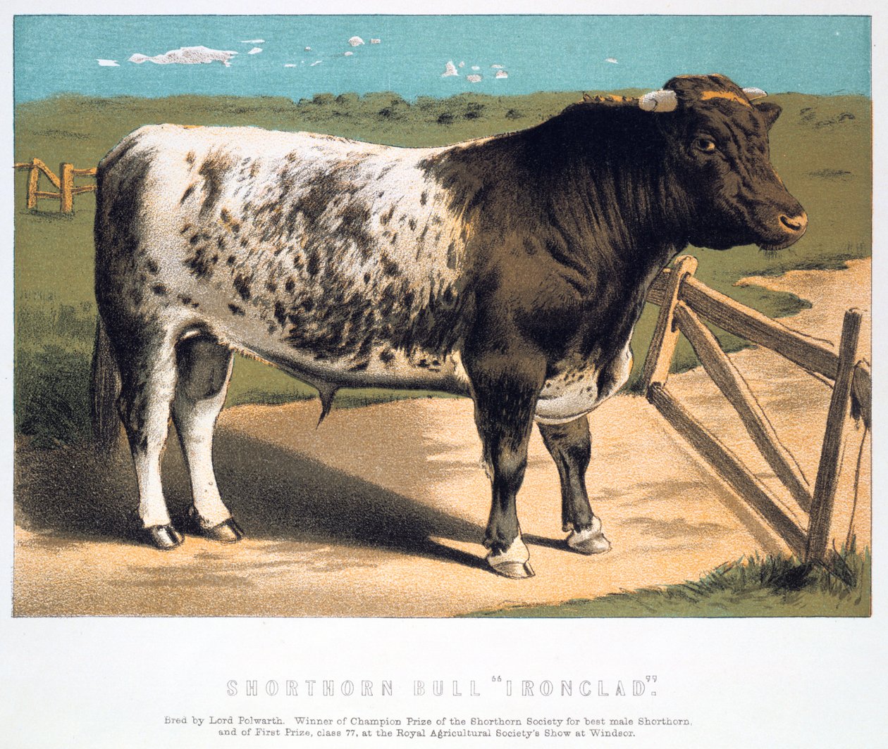 Shorthorn-Bulle Ironclad, 1875 von Unbekannt