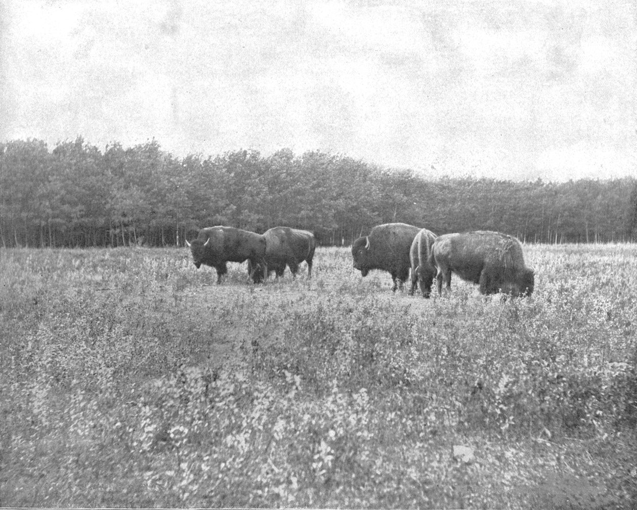 Silver Heights, Winnipeg, Kanada, ca. 1900 von Unbekannt